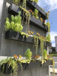 Outdoor hanging plants on wall